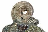 Iridescent Pyritized Ammonite (Quenstedticeras) Fossil Display #383621-1